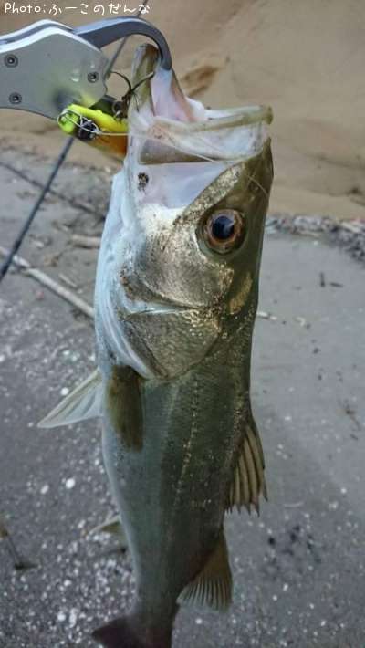 �����Х�