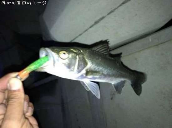 �����Х�