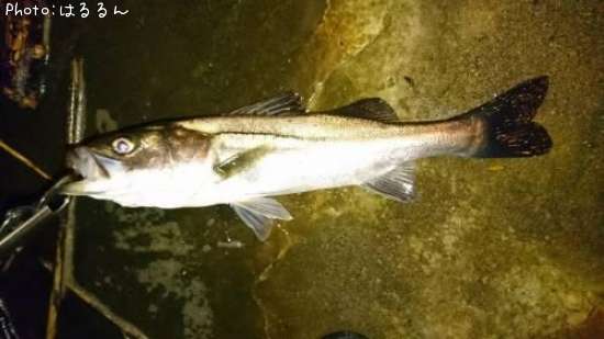 �����Х�