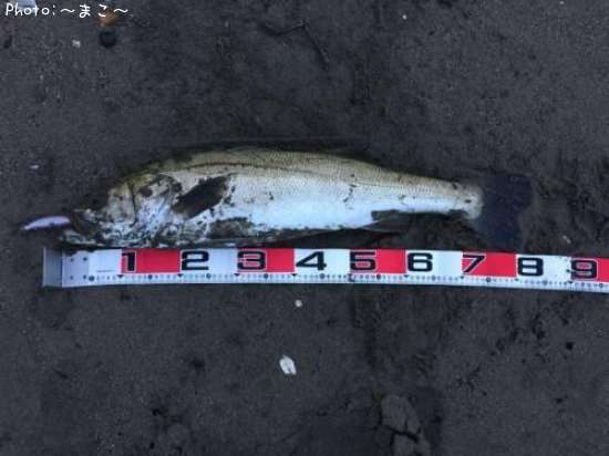 �����ե����Х�