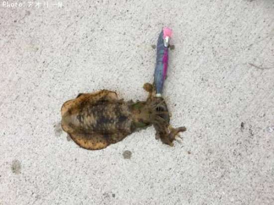 �����ꥤ��