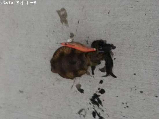 �����ꥤ��