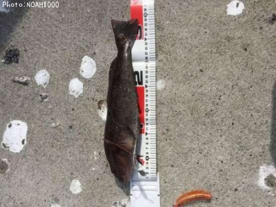 �����ʥ�