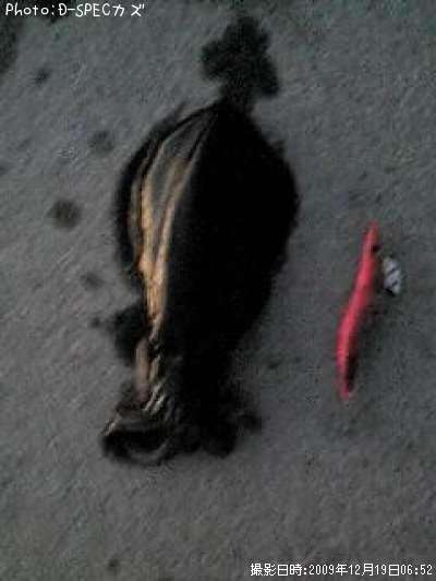 �����ꥤ��