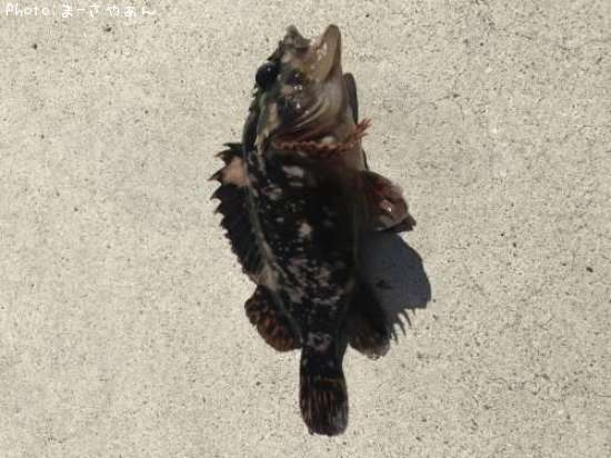 �����Υ���Х�