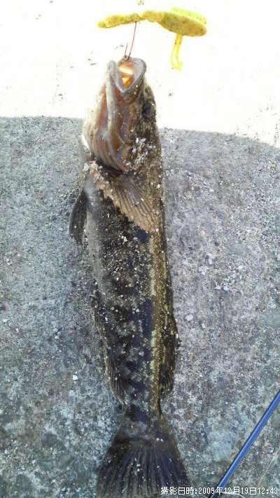 �����ʥ�