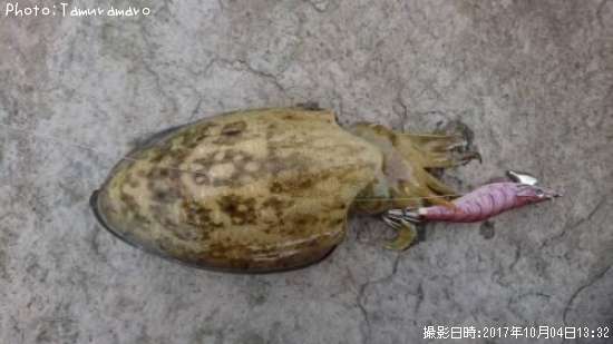 ��󥴥�����