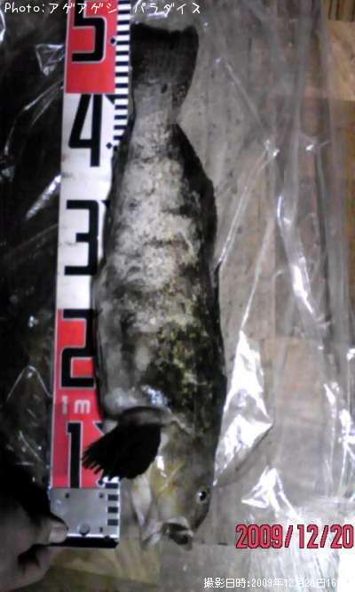 �����ʥ�