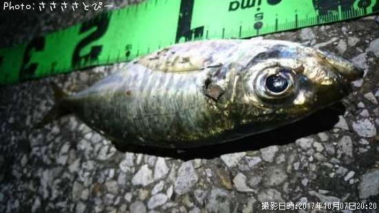 �����������Х�