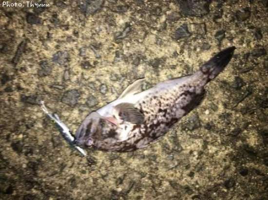 ���ӥ���