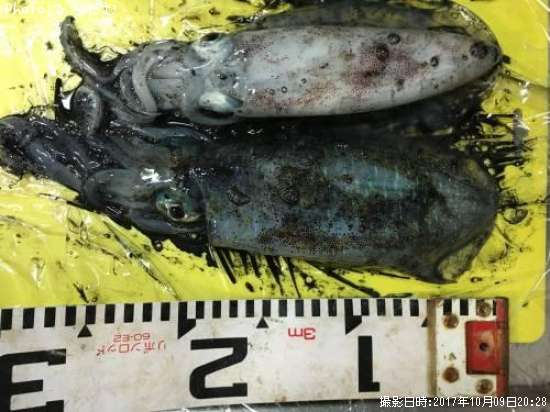 �����ꥤ��