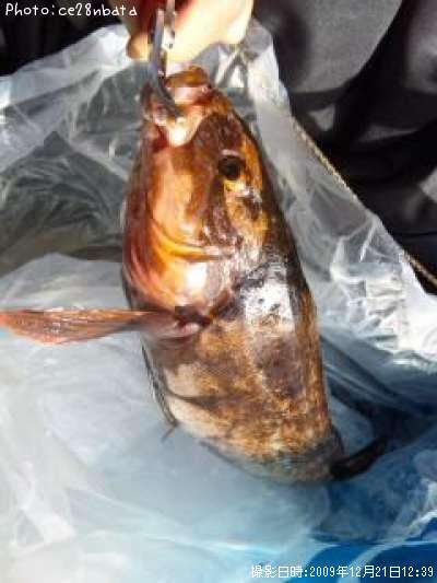 �����ʥ�