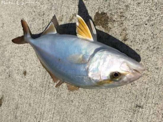 ���祴�ʥ���ѥ��λҡ�