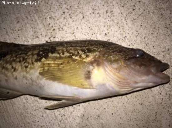 �����ʥ�