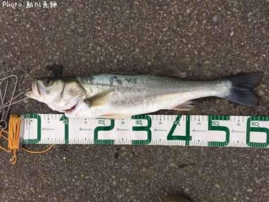 �����Х�