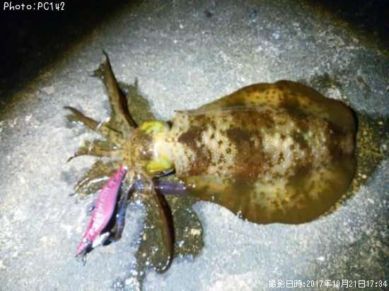 �����ꥤ��