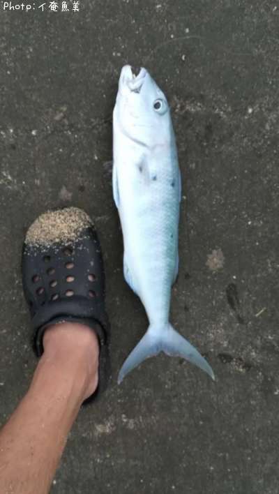 �������ӥ�