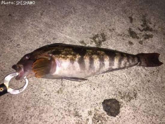 �����ʥ�