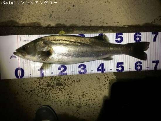 �����Х�