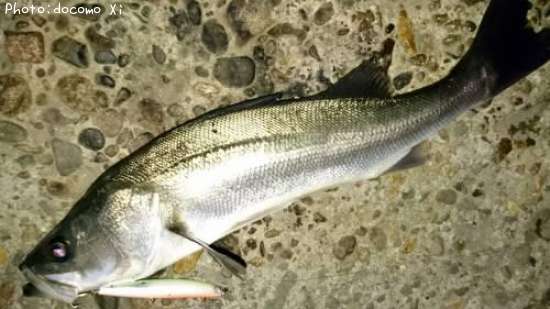 �����Х�