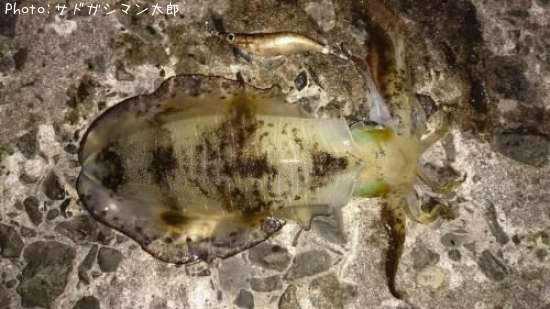 �����ꥤ��