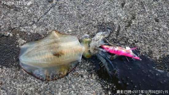 �����ꥤ��