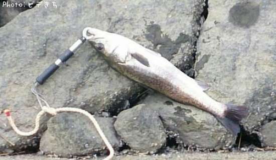 �����Х�