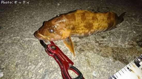 �����ʥ�