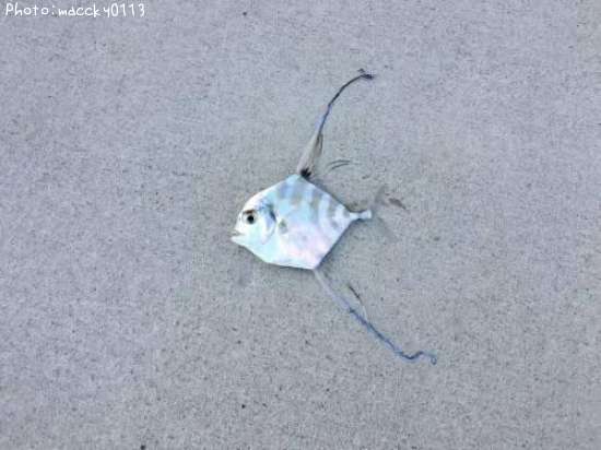 ���ȥҥ�����