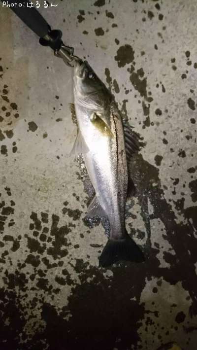 �����Х�