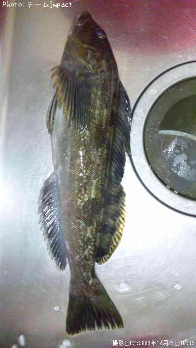 �����ʥ�