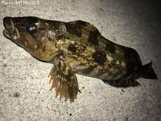 �����ʥ�