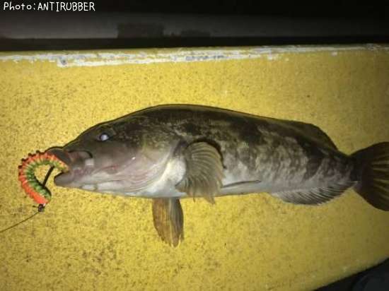 �����ʥ�