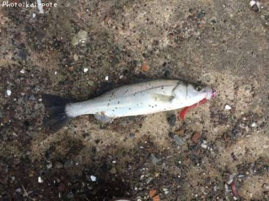 �����Х�