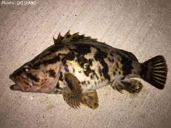 �٥å�������