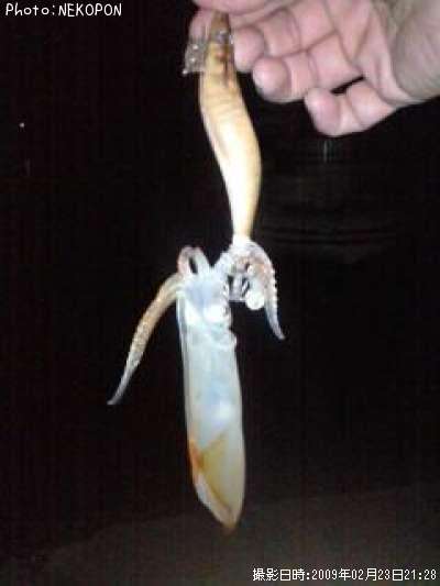 ¾����