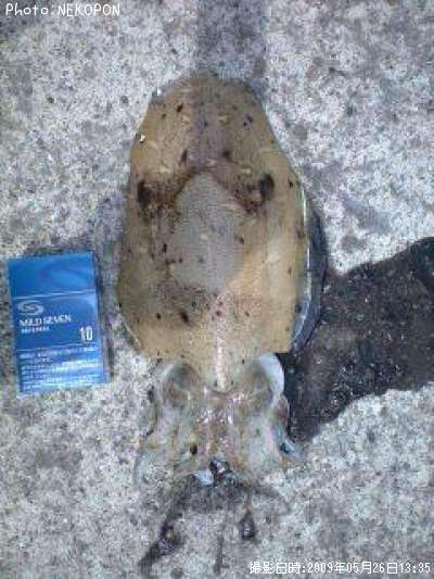 �����ꥤ��