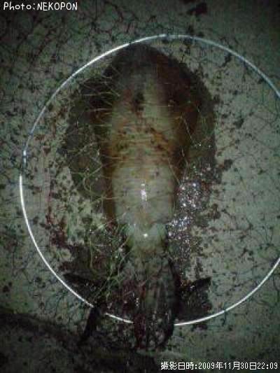 �����ꥤ��