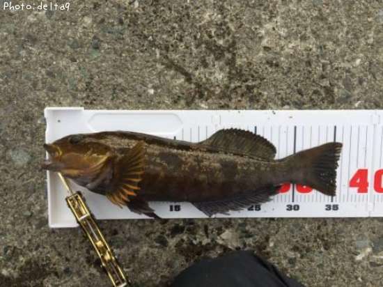 �����ʥ�