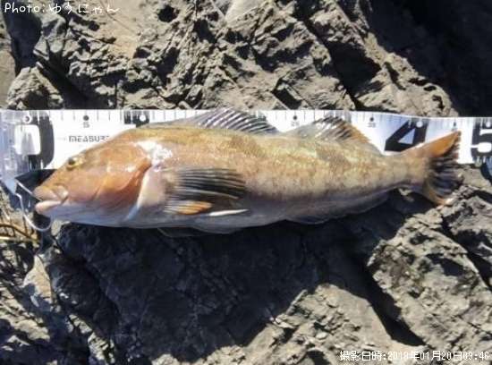 �����ʥ�