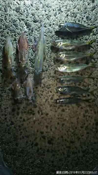 ��ꥤ�������󥵥�����������