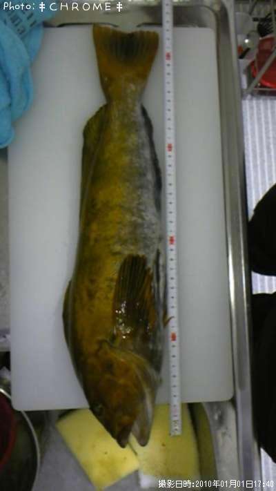 �����ʥ�