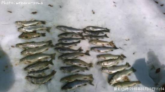 ���˥��ޥ��ʸ���������