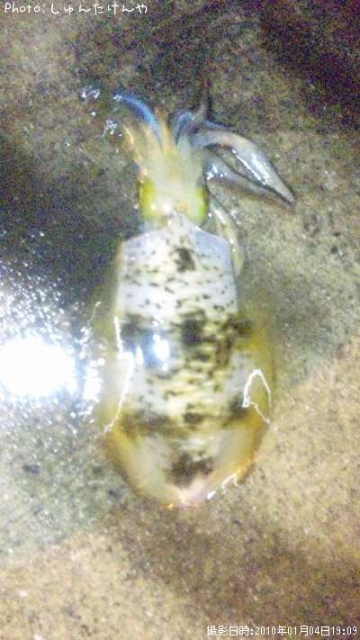 �����ꥤ��