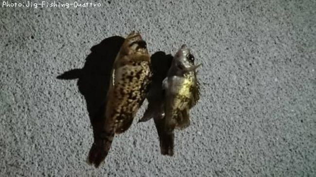 ��������Х�