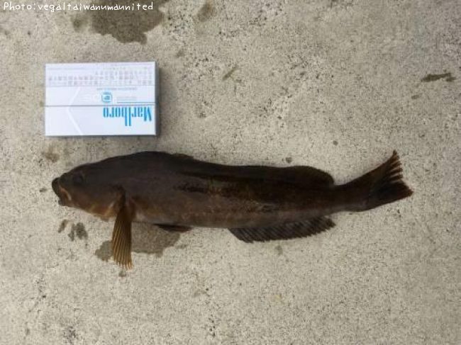 �����ʥ�