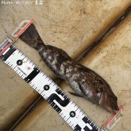 �����ʥ�