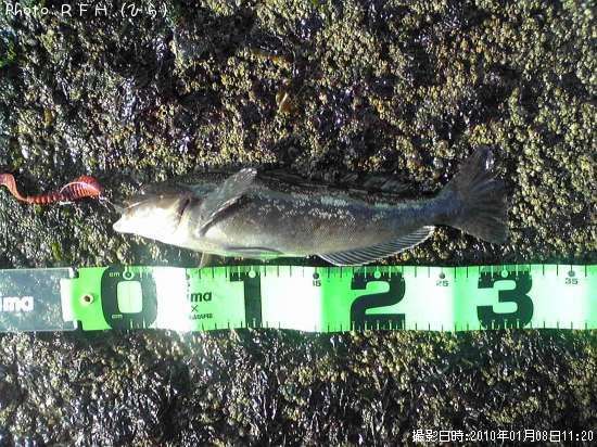 �����ʥ�