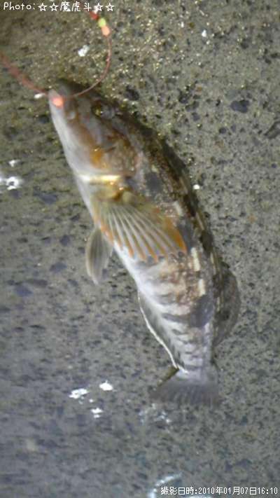 �����ʥ�