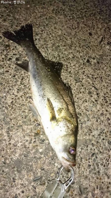 �����Х�